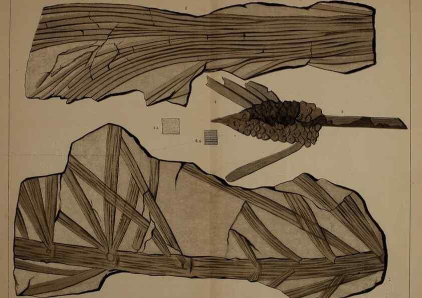 Reproducción/Reproduction 22110367195: Description of the coal flora of the Carboniferous formation in Pennsylvania and throughout the United States .... Harrisburg,Board of Commissioners for the Second Geological Survey,1879-84.