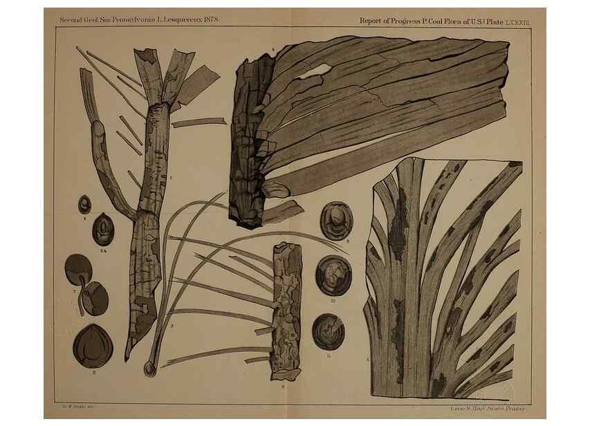 Reproducción/Reproduction 21922182890: Description of the coal flora of the Carboniferous formation in Pennsylvania and throughout the United States .... Harrisburg,Board of Commissioners for the Second Geological Survey,1879-84.