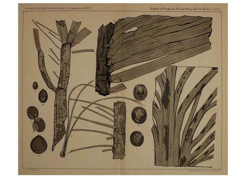 Reproducción/Reproduction 21922182890: Description of the coal flora of the Carboniferous formation in Pennsylvania and throughout the United States .... Harrisburg,Board of Commissioners for the Second Geological Survey,1879-84.