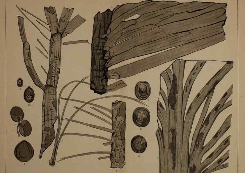Reproducción/Reproduction 21922182890: Description of the coal flora of the Carboniferous formation in Pennsylvania and throughout the United States .... Harrisburg,Board of Commissioners for the Second Geological Survey,1879-84.