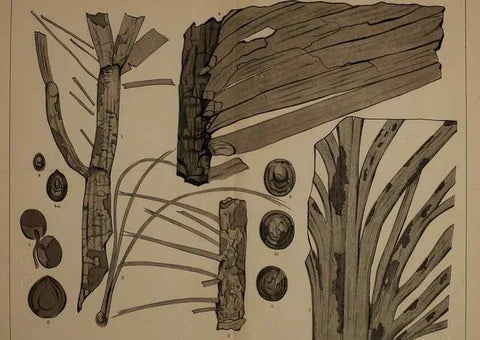 Reproducción/Reproduction 21922182890: Description of the coal flora of the Carboniferous formation in Pennsylvania and throughout the United States .... Harrisburg,Board of Commissioners for the Second Geological Survey,1879-84.