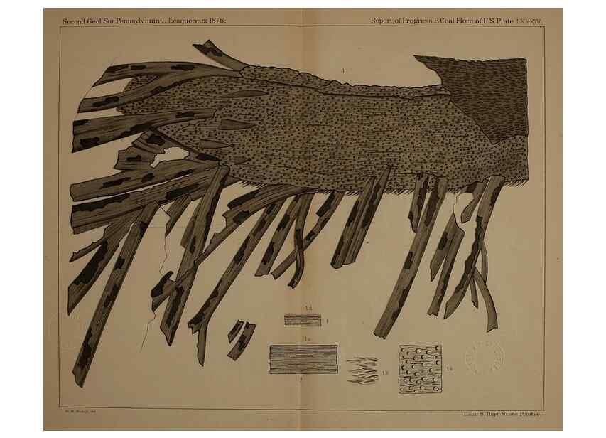 Reproducción/Reproduction 21923446929: Description of the coal flora of the Carboniferous formation in Pennsylvania and throughout the United States .... Harrisburg,Board of Commissioners for the Second Geological Survey,1879-84.