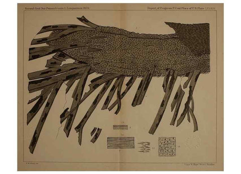 Reproducción/Reproduction 21923446929: Description of the coal flora of the Carboniferous formation in Pennsylvania and throughout the United States .... Harrisburg,Board of Commissioners for the Second Geological Survey,1879-84.