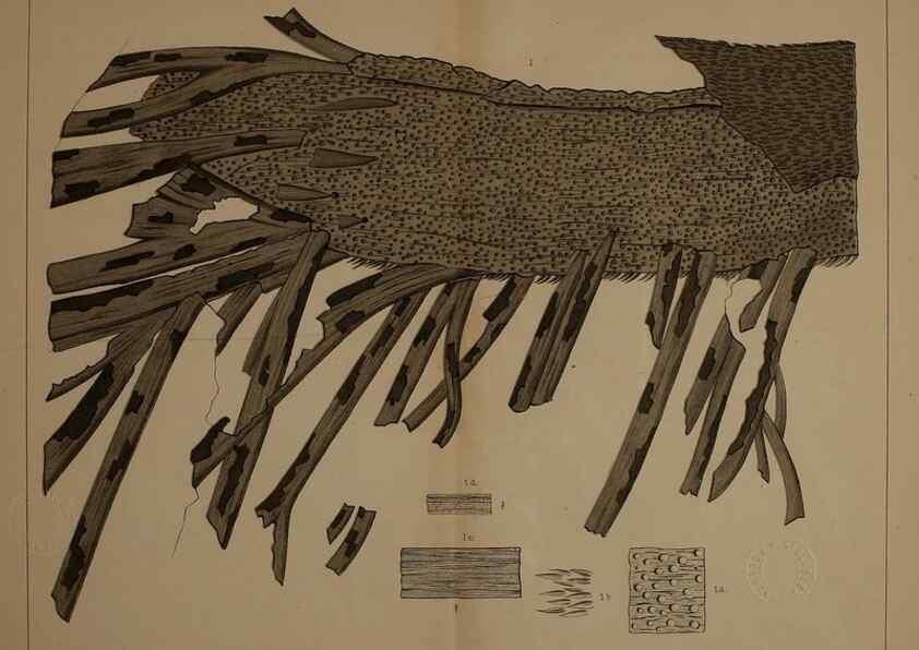 Reproducción/Reproduction 21923446929: Description of the coal flora of the Carboniferous formation in Pennsylvania and throughout the United States .... Harrisburg,Board of Commissioners for the Second Geological Survey,1879-84.