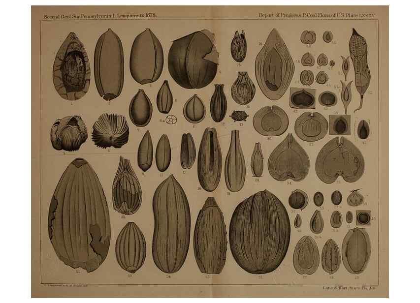 Reproducción/Reproduction 21922478448: Description of the coal flora of the Carboniferous formation in Pennsylvania and throughout the United States .... Harrisburg,Board of Commissioners for the Second Geological Survey,1879-84.