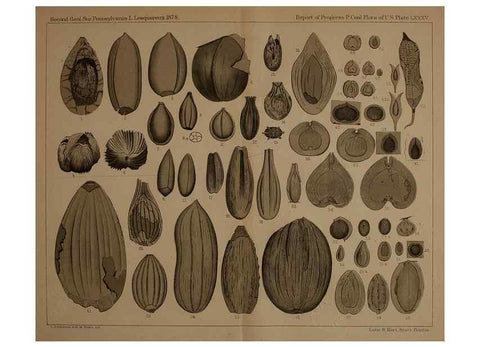 Reproducción/Reproduction 21922478448: Description of the coal flora of the Carboniferous formation in Pennsylvania and throughout the United States .... Harrisburg,Board of Commissioners for the Second Geological Survey,1879-84.