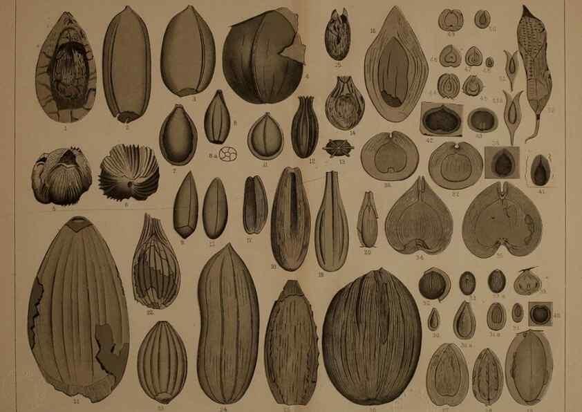 Reproducción/Reproduction 21922478448: Description of the coal flora of the Carboniferous formation in Pennsylvania and throughout the United States .... Harrisburg,Board of Commissioners for the Second Geological Survey,1879-84.