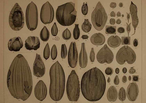 Reproducción/Reproduction 21922478448: Description of the coal flora of the Carboniferous formation in Pennsylvania and throughout the United States .... Harrisburg,Board of Commissioners for the Second Geological Survey,1879-84.