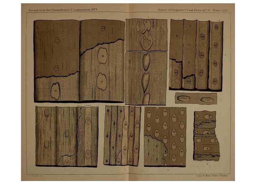 Reproducción/Reproduction 21487488214: Description of the coal flora of the Carboniferous formation in Pennsylvania and throughout the United States .... Harrisburg,Board of Commissioners for the Second Geological Survey,1879-84.