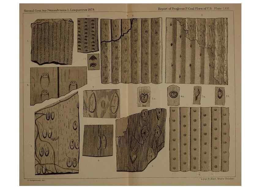 Reproducción/Reproduction 21922424218: Description of the coal flora of the Carboniferous formation in Pennsylvania and throughout the United States .... Harrisburg,Board of Commissioners for the Second Geological Survey,1879-84.