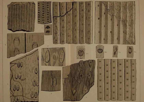 Reproducción/Reproduction 21922424218: Description of the coal flora of the Carboniferous formation in Pennsylvania and throughout the United States .... Harrisburg,Board of Commissioners for the Second Geological Survey,1879-84.