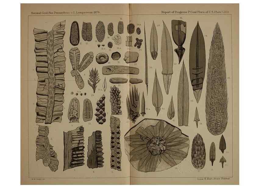 Reproducción/Reproduction 21489191273: Description of the coal flora of the Carboniferous formation in Pennsylvania and throughout the United States .... Harrisburg,Board of Commissioners for the Second Geological Survey,1879-84.