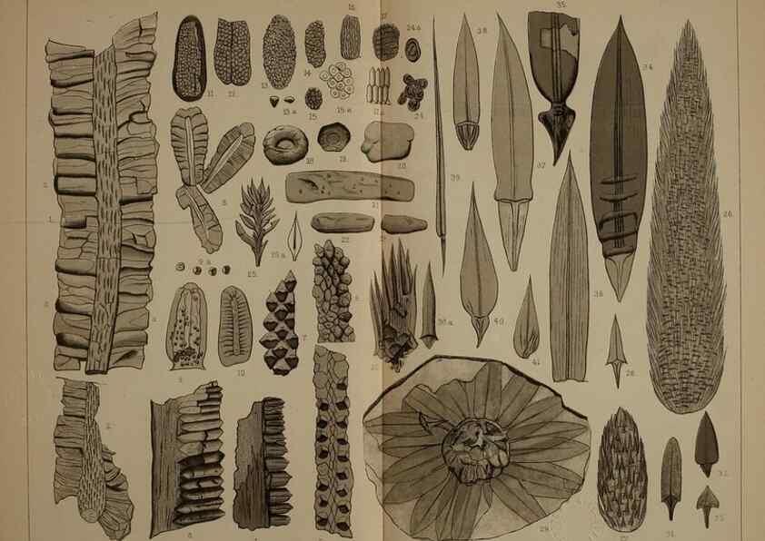 Reproducción/Reproduction 21489191273: Description of the coal flora of the Carboniferous formation in Pennsylvania and throughout the United States .... Harrisburg,Board of Commissioners for the Second Geological Survey,1879-84.