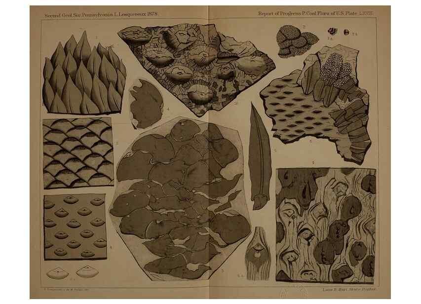 Reproducción/Reproduction 22110315365: Description of the coal flora of the Carboniferous formation in Pennsylvania and throughout the United States .... Harrisburg,Board of Commissioners for the Second Geological Survey,1879-84.