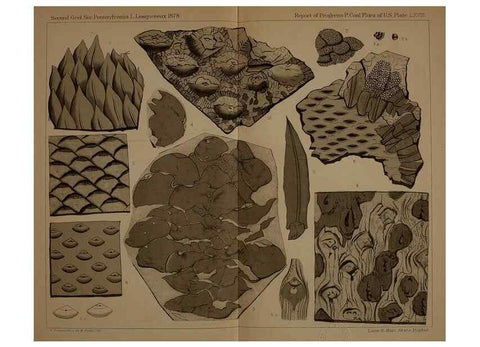 Reproducción/Reproduction 22110315365: Description of the coal flora of the Carboniferous formation in Pennsylvania and throughout the United States .... Harrisburg,Board of Commissioners for the Second Geological Survey,1879-84.