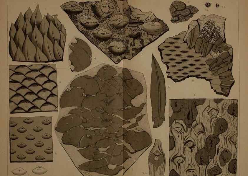 Reproducción/Reproduction 22110315365: Description of the coal flora of the Carboniferous formation in Pennsylvania and throughout the United States .... Harrisburg,Board of Commissioners for the Second Geological Survey,1879-84.