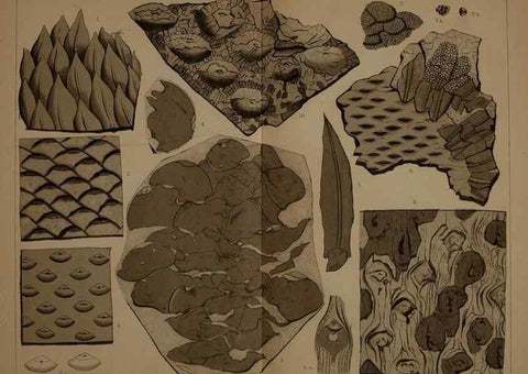 Reproducción/Reproduction 22110315365: Description of the coal flora of the Carboniferous formation in Pennsylvania and throughout the United States .... Harrisburg,Board of Commissioners for the Second Geological Survey,1879-84.