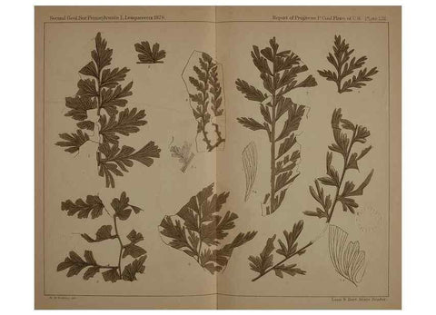 Reproducción/Reproduction 22097705902: Description of the coal flora of the Carboniferous formation in Pennsylvania and throughout the United States .... Harrisburg,Board of Commissioners for the Second Geological Survey,1879-84.