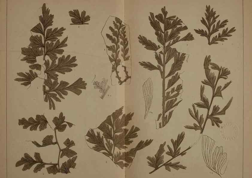 Reproducción/Reproduction 22097705902: Description of the coal flora of the Carboniferous formation in Pennsylvania and throughout the United States .... Harrisburg,Board of Commissioners for the Second Geological Survey,1879-84.