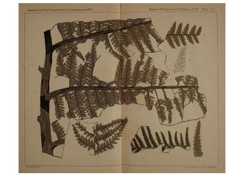 Reproducción/Reproduction 21489123123: Description of the coal flora of the Carboniferous formation in Pennsylvania and throughout the United States .... Harrisburg,Board of Commissioners for the Second Geological Survey,1879-84.