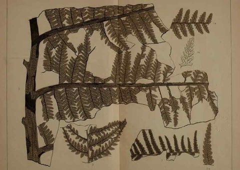 Reproducción/Reproduction 21489123123: Description of the coal flora of the Carboniferous formation in Pennsylvania and throughout the United States .... Harrisburg,Board of Commissioners for the Second Geological Survey,1879-84.