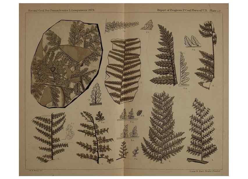Reproducción/Reproduction 22084062446: Description of the coal flora of the Carboniferous formation in Pennsylvania and throughout the United States .... Harrisburg,Board of Commissioners for the Second Geological Survey,1879-84.