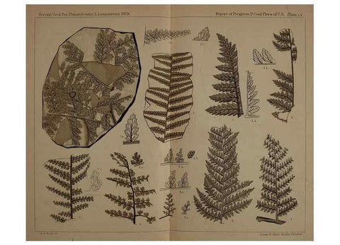 Reproducción/Reproduction 22084062446: Description of the coal flora of the Carboniferous formation in Pennsylvania and throughout the United States .... Harrisburg,Board of Commissioners for the Second Geological Survey,1879-84.