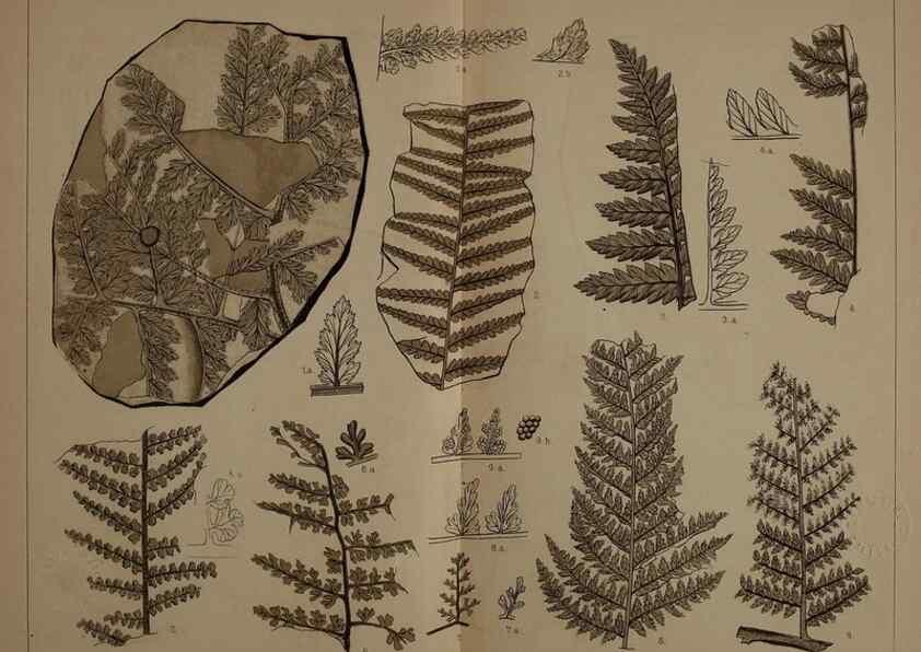 Reproducción/Reproduction 22084062446: Description of the coal flora of the Carboniferous formation in Pennsylvania and throughout the United States .... Harrisburg,Board of Commissioners for the Second Geological Survey,1879-84.