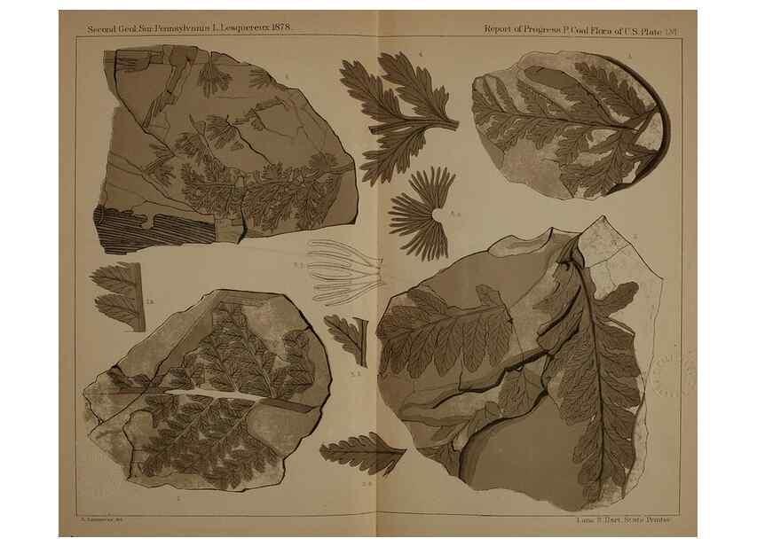Reproducción/Reproduction 21922074920: Description of the coal flora of the Carboniferous formation in Pennsylvania and throughout the United States .... Harrisburg,Board of Commissioners for the Second Geological Survey,1879-84.