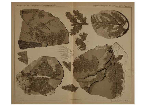 Reproducción/Reproduction 21922074920: Description of the coal flora of the Carboniferous formation in Pennsylvania and throughout the United States .... Harrisburg,Board of Commissioners for the Second Geological Survey,1879-84.