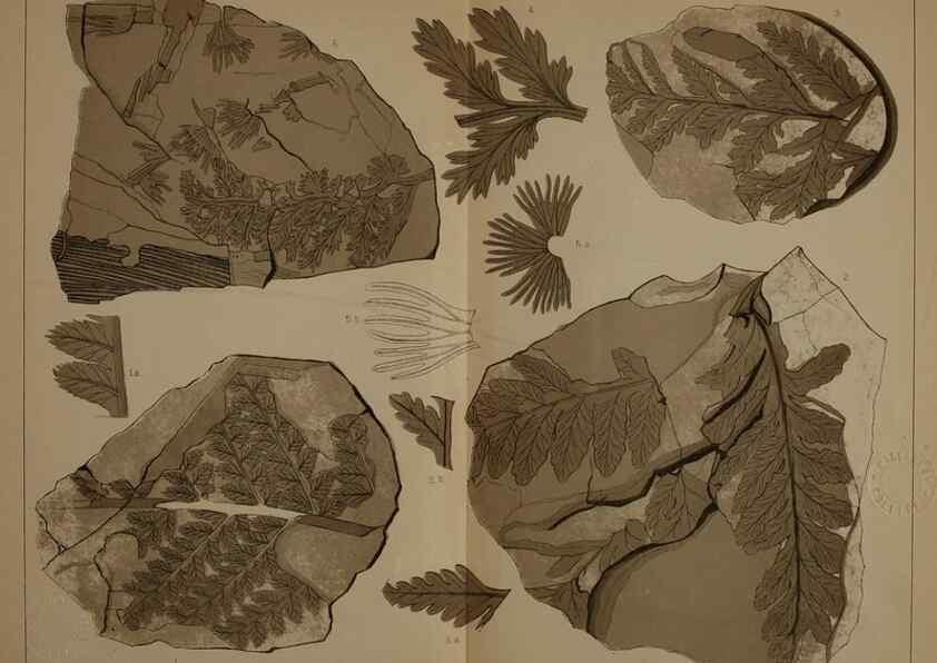 Reproducción/Reproduction 21922074920: Description of the coal flora of the Carboniferous formation in Pennsylvania and throughout the United States .... Harrisburg,Board of Commissioners for the Second Geological Survey,1879-84.