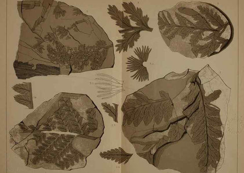 Reproducción/Reproduction 21922074920: Description of the coal flora of the Carboniferous formation in Pennsylvania and throughout the United States .... Harrisburg,Board of Commissioners for the Second Geological Survey,1879-84.