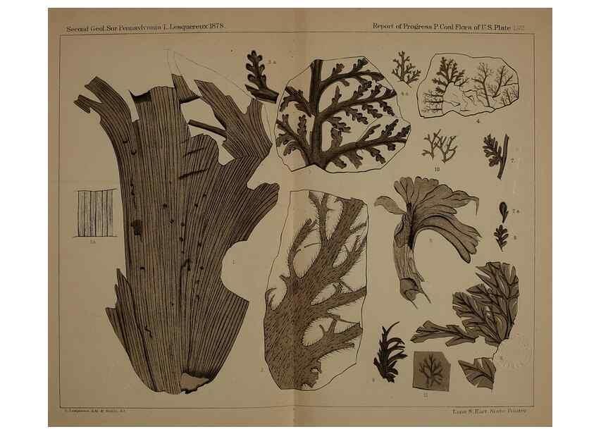 Reproducción/Reproduction 21923339359: Description of the coal flora of the Carboniferous formation in Pennsylvania and throughout the United States .... Harrisburg,Board of Commissioners for the Second Geological Survey,1879-84.