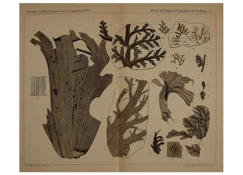 Reproducción/Reproduction 21923339359: Description of the coal flora of the Carboniferous formation in Pennsylvania and throughout the United States .... Harrisburg,Board of Commissioners for the Second Geological Survey,1879-84.