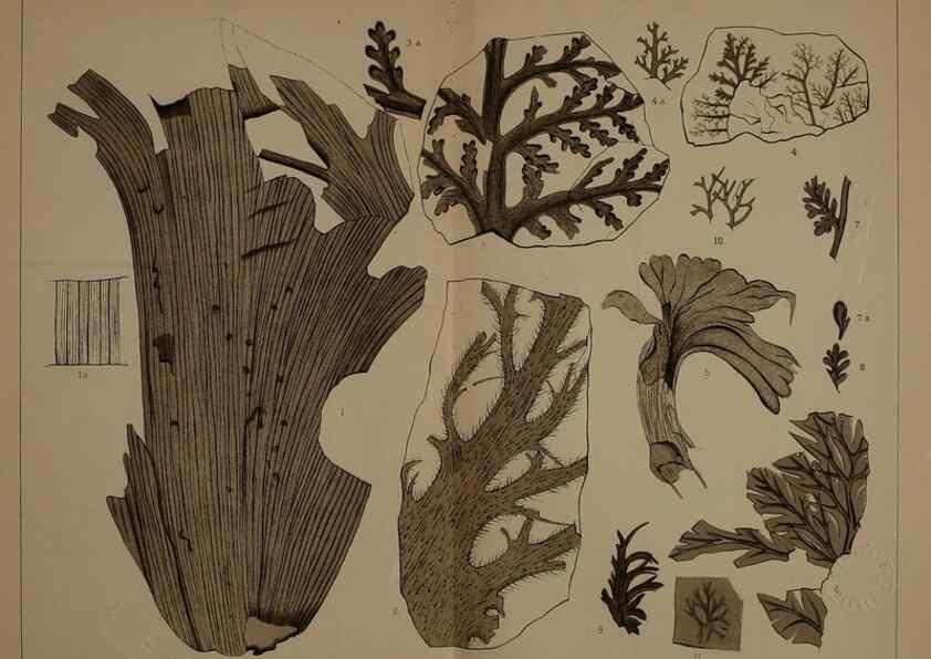 Reproducción/Reproduction 21923339359: Description of the coal flora of the Carboniferous formation in Pennsylvania and throughout the United States .... Harrisburg,Board of Commissioners for the Second Geological Survey,1879-84.