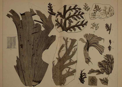 Reproducción/Reproduction 21923339359: Description of the coal flora of the Carboniferous formation in Pennsylvania and throughout the United States .... Harrisburg,Board of Commissioners for the Second Geological Survey,1879-84.