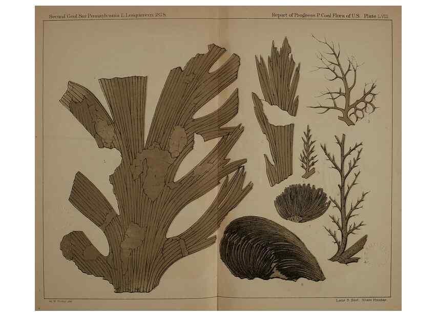 Reproducción/Reproduction 22120326311: Description of the coal flora of the Carboniferous formation in Pennsylvania and throughout the United States .... Harrisburg,Board of Commissioners for the Second Geological Survey,1879-84.