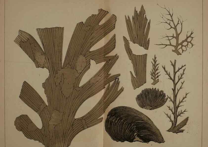 Reproducción/Reproduction 22120326311: Description of the coal flora of the Carboniferous formation in Pennsylvania and throughout the United States .... Harrisburg,Board of Commissioners for the Second Geological Survey,1879-84.