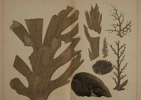 Reproducción/Reproduction 22120326311: Description of the coal flora of the Carboniferous formation in Pennsylvania and throughout the United States .... Harrisburg,Board of Commissioners for the Second Geological Survey,1879-84.