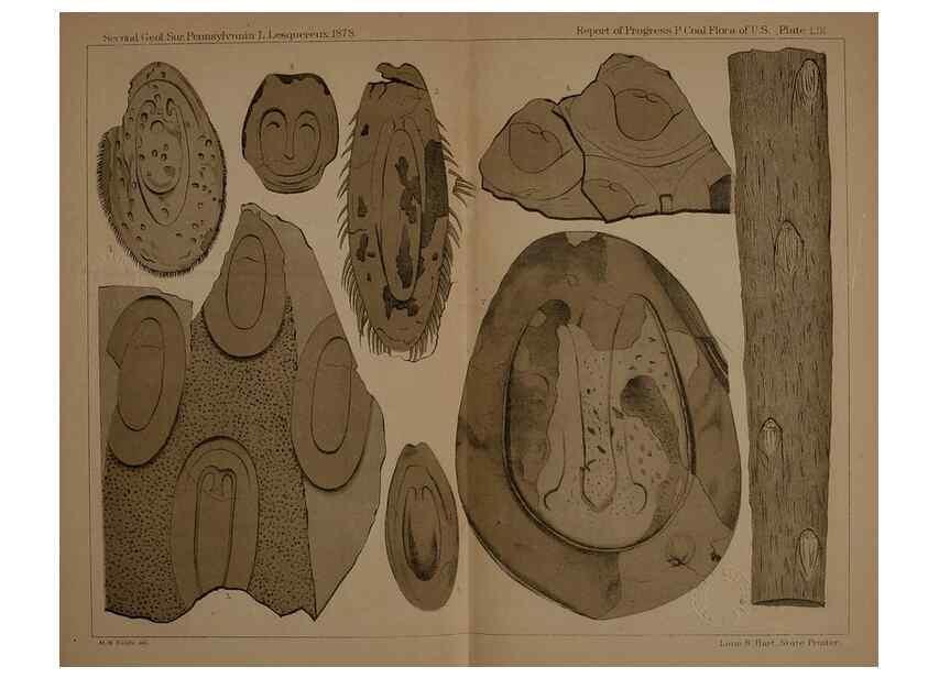 Reproducción/Reproduction 22110269765: Description of the coal flora of the Carboniferous formation in Pennsylvania and throughout the United States .... Harrisburg,Board of Commissioners for the Second Geological Survey,1879-84.