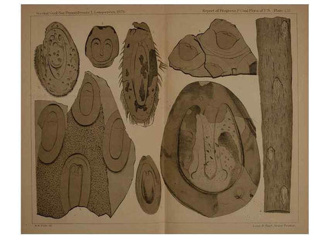 Reproducción/Reproduction 22110269765: Description of the coal flora of the Carboniferous formation in Pennsylvania and throughout the United States .... Harrisburg,Board of Commissioners for the Second Geological Survey,1879-84.