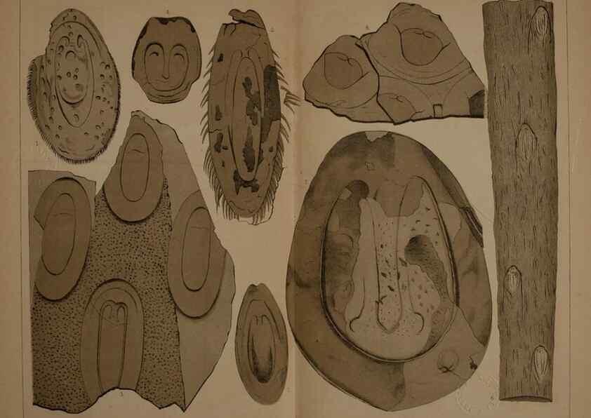 Reproducción/Reproduction 22110269765: Description of the coal flora of the Carboniferous formation in Pennsylvania and throughout the United States .... Harrisburg,Board of Commissioners for the Second Geological Survey,1879-84.