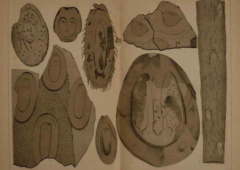 Reproducción/Reproduction 22110269765: Description of the coal flora of the Carboniferous formation in Pennsylvania and throughout the United States .... Harrisburg,Board of Commissioners for the Second Geological Survey,1879-84.