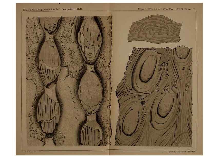Reproducción/Reproduction 22084080376: Description of the coal flora of the Carboniferous formation in Pennsylvania and throughout the United States .... Harrisburg,Board of Commissioners for the Second Geological Survey,1879-84.
