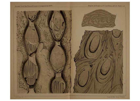 Reproducción/Reproduction 22084080376: Description of the coal flora of the Carboniferous formation in Pennsylvania and throughout the United States .... Harrisburg,Board of Commissioners for the Second Geological Survey,1879-84.