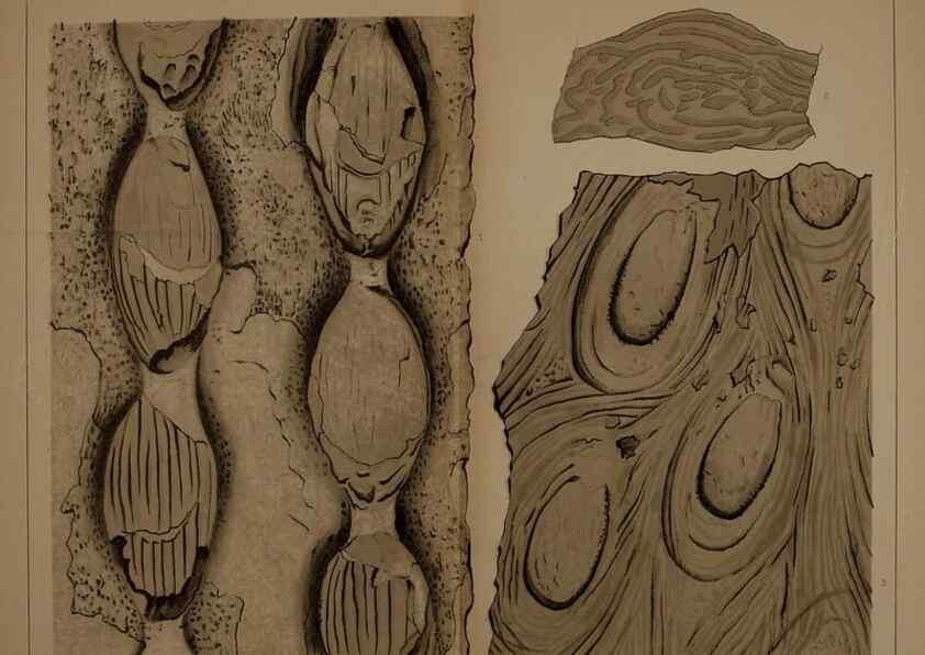 Reproducción/Reproduction 22084080376: Description of the coal flora of the Carboniferous formation in Pennsylvania and throughout the United States .... Harrisburg,Board of Commissioners for the Second Geological Survey,1879-84.