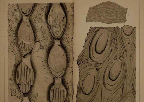 Reproducción/Reproduction 22084080376: Description of the coal flora of the Carboniferous formation in Pennsylvania and throughout the United States .... Harrisburg,Board of Commissioners for the Second Geological Survey,1879-84.