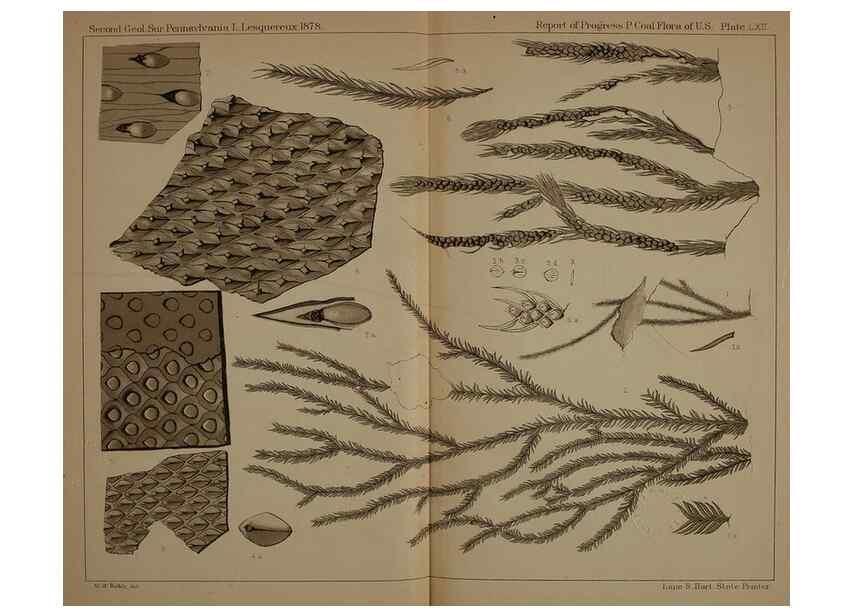 Reproducción/Reproduction 21489161993: Description of the coal flora of the Carboniferous formation in Pennsylvania and throughout the United States .... Harrisburg,Board of Commissioners for the Second Geological Survey,1879-84.