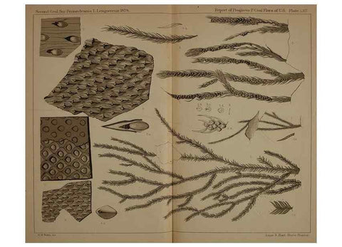 Reproducción/Reproduction 21489161993: Description of the coal flora of the Carboniferous formation in Pennsylvania and throughout the United States .... Harrisburg,Board of Commissioners for the Second Geological Survey,1879-84.
