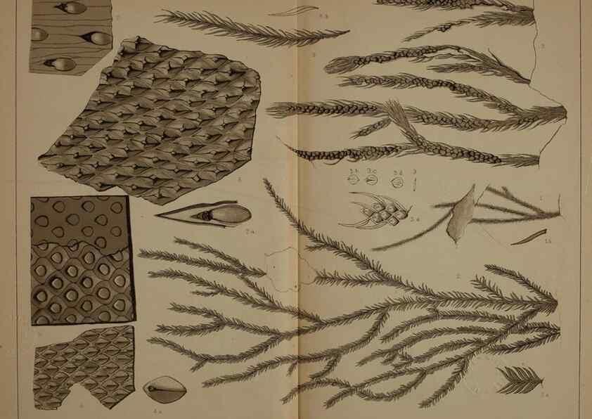 Reproducción/Reproduction 21489161993: Description of the coal flora of the Carboniferous formation in Pennsylvania and throughout the United States .... Harrisburg,Board of Commissioners for the Second Geological Survey,1879-84.